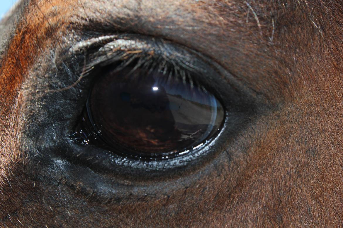 Pinto Tulli  billede 16