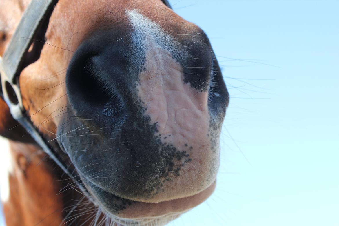 Pinto Tulli  billede 17