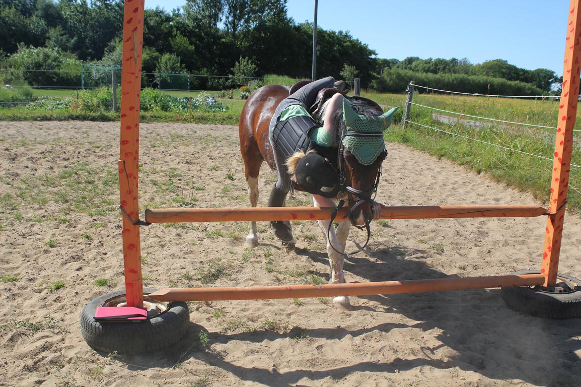 Pinto Tulli  billede 18