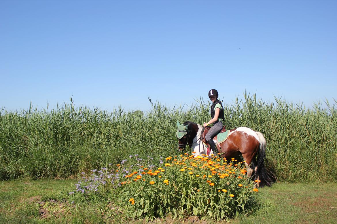 Pinto Tulli  billede 19