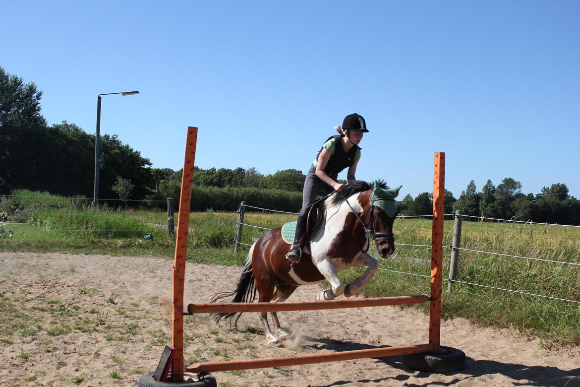 Pinto Tulli  billede 20