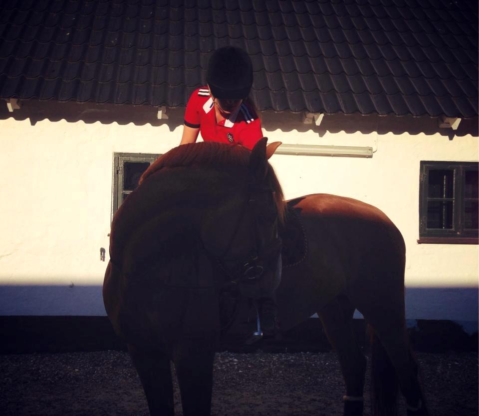 Dansk Varmblod Vestergårdens Zackvill - 2. gang på ryggen af ham billede 9