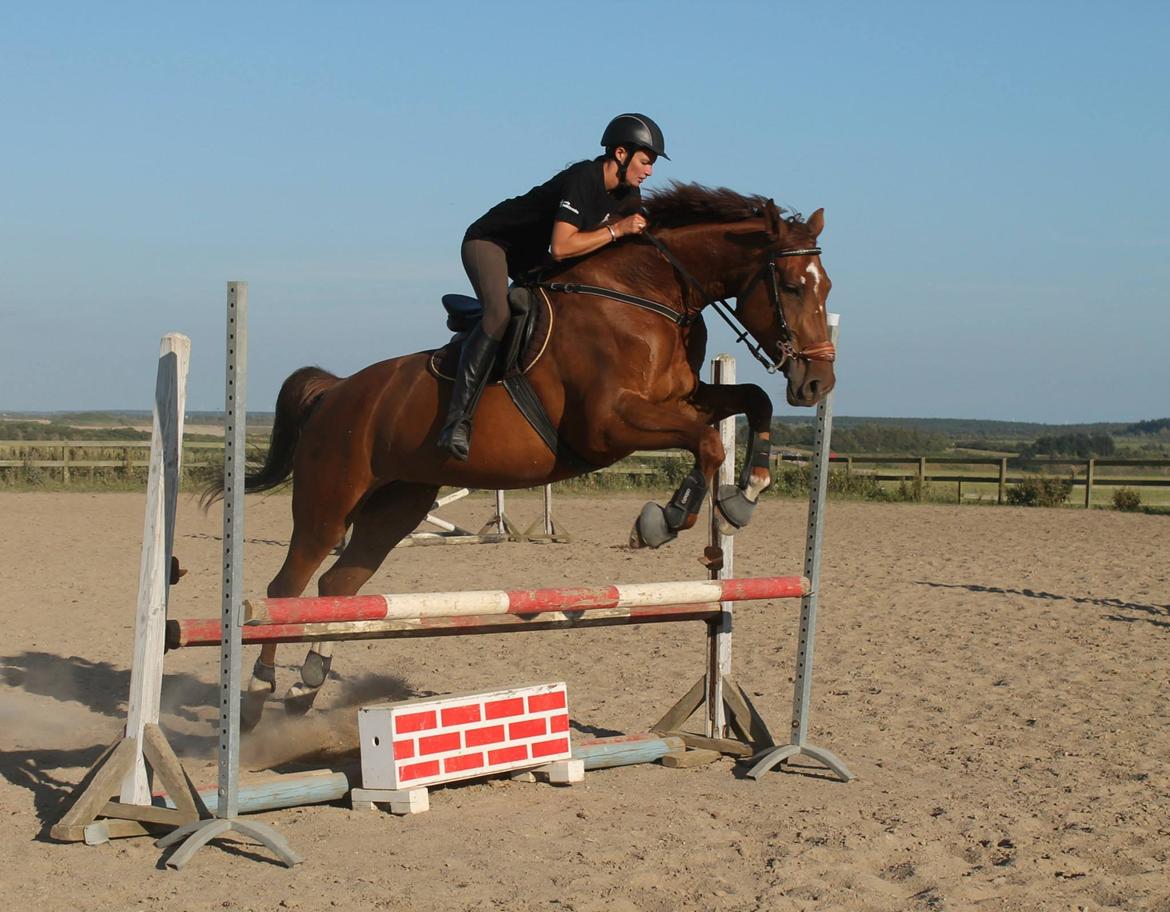 Dansk Varmblod Ça va? - Springtræning billede 17