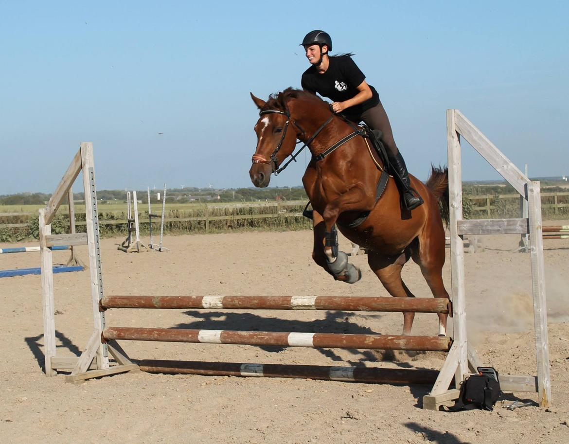 Dansk Varmblod Ça va? - Lidt træning billede 18