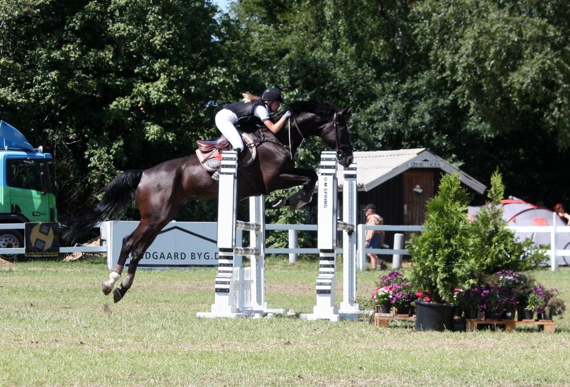 Hannoveraner Amando 29 - LA1* 115 cm til Jysk Rideuge i Silkeborg 2013 billede 7