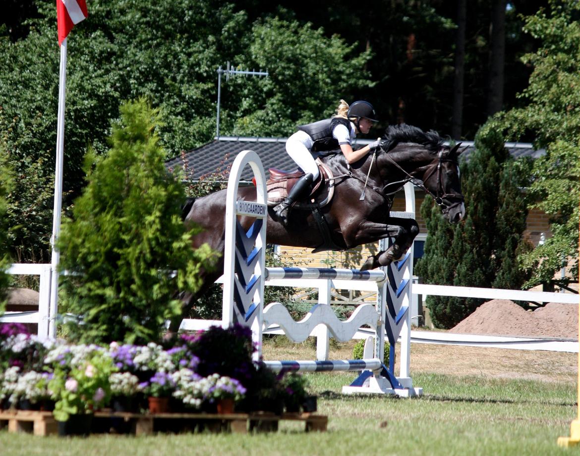 Hannoveraner Amando 29 - LA1* 115 cm til Jysk Rideuge i Silkeborg 2013 billede 2