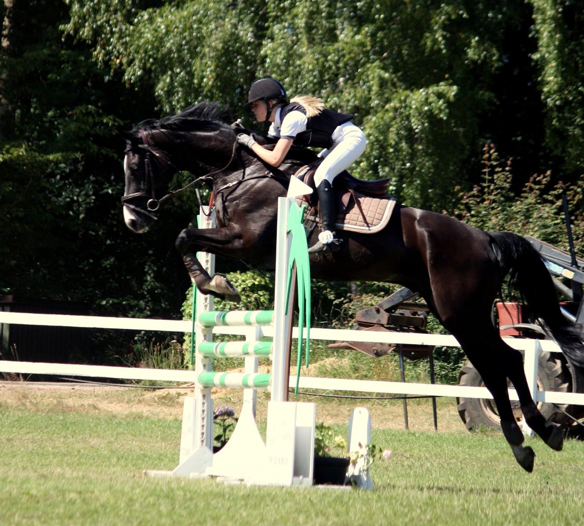 Hannoveraner Amando 29 - LA1* 115 cm til Jysk Rideuge i Silkeborg 2013 billede 9