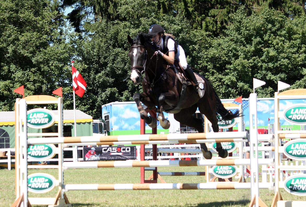 Hannoveraner Amando 29 - LA1* 115 cm til Jysk Rideuge i Silkeborg 2013 billede 16