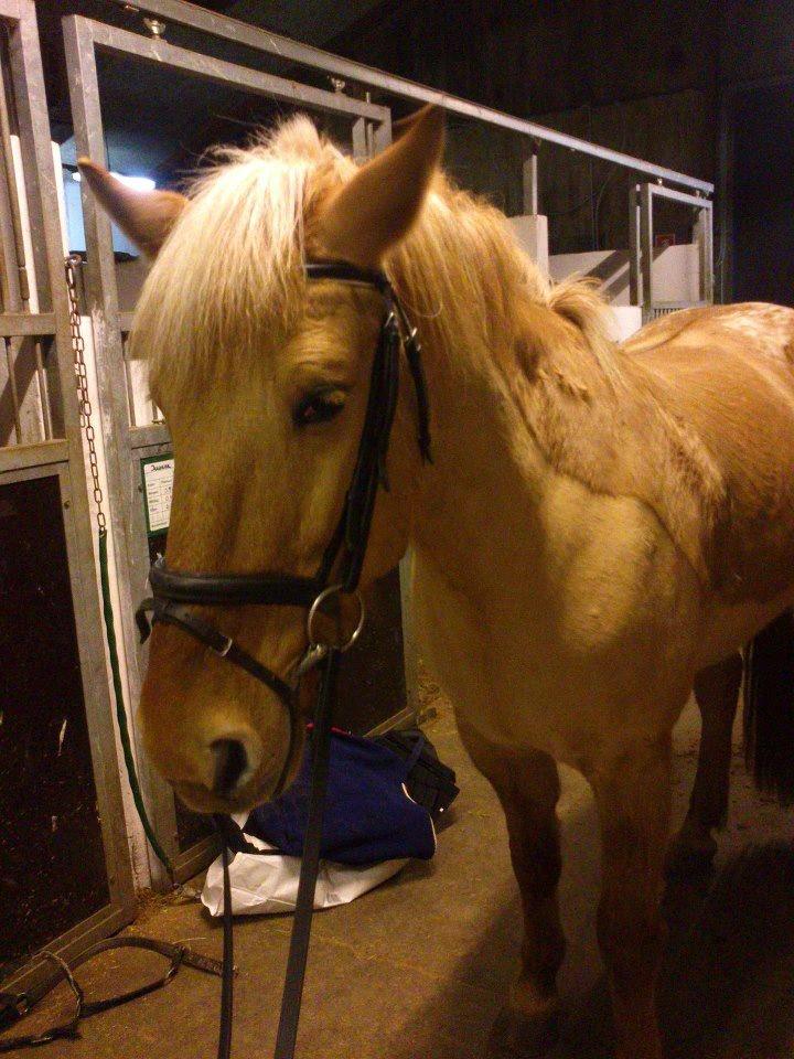 Anden særlig race Junior billede 2