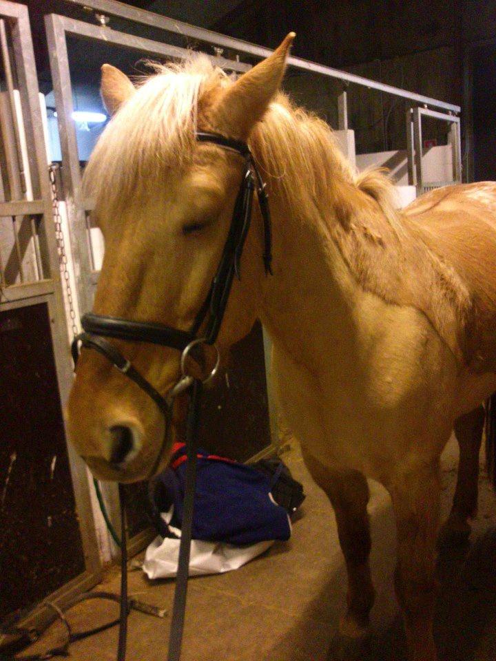 Anden særlig race Junior billede 3