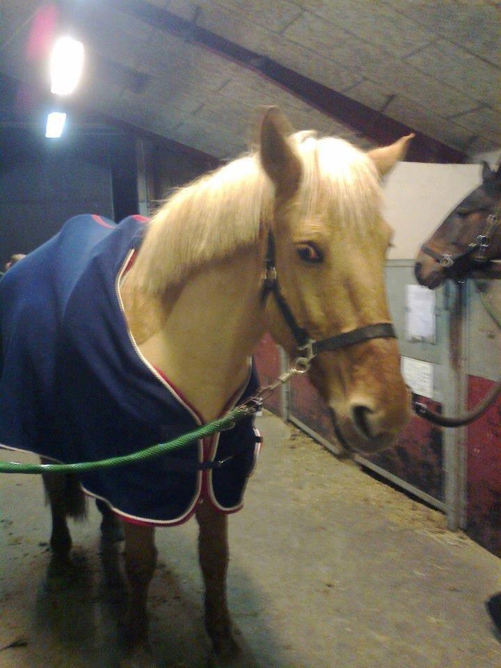 Anden særlig race Junior billede 5