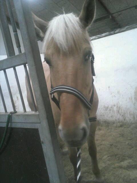 Anden særlig race Junior billede 6