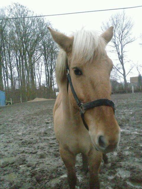 Anden særlig race Junior billede 7