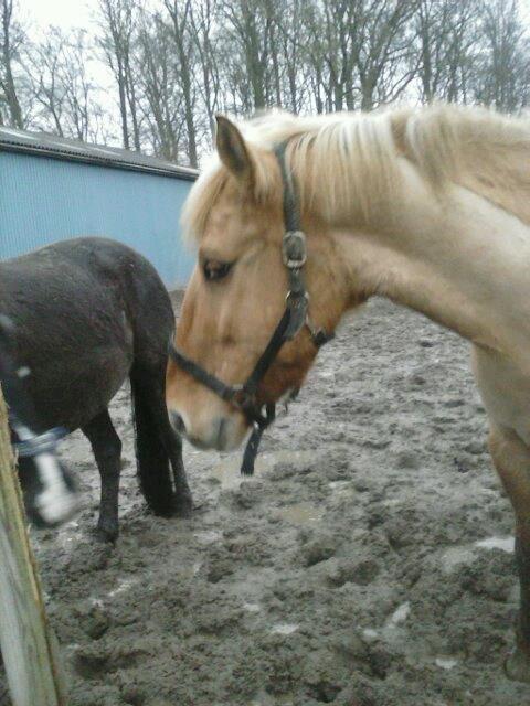 Anden særlig race Junior billede 8