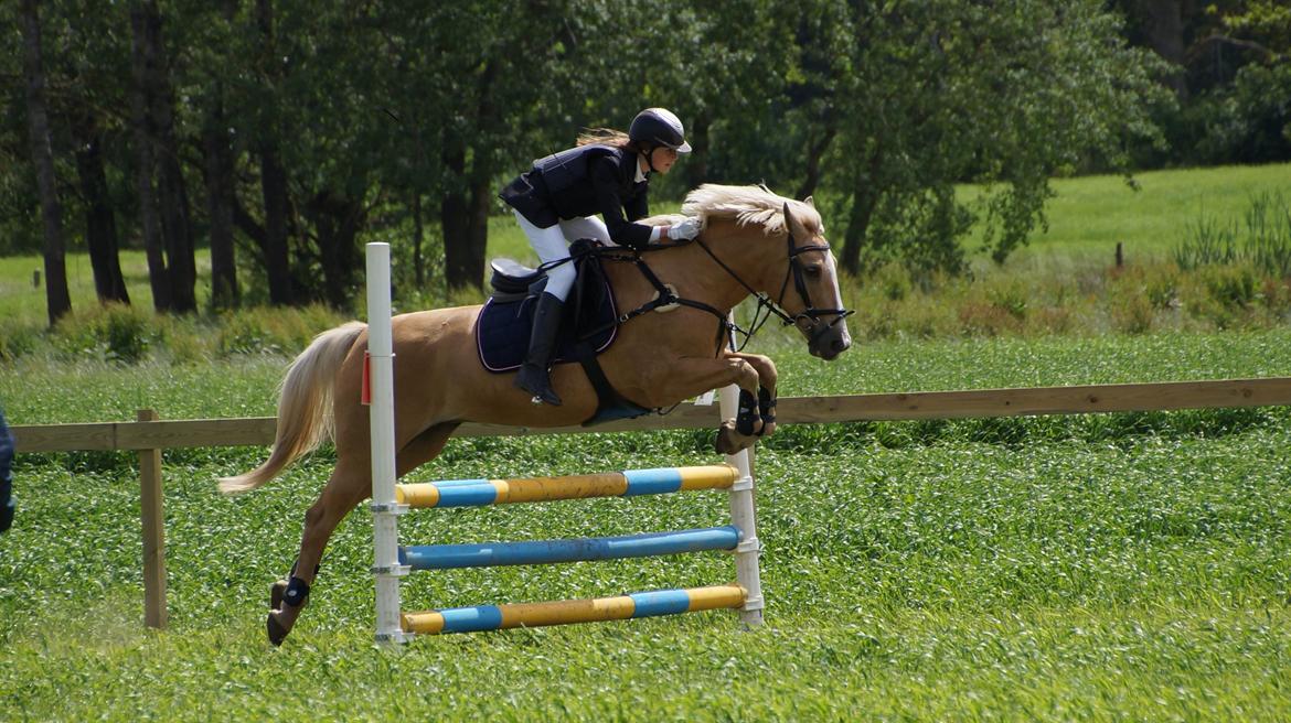 Palomino QUEEN OF EUROPE - DRLR - 2013.
Kærlighed er at give en anden magten til at ødelægge dig fuldstændig, men samtidig stole på at personen aldrig ville gøre det imod dig!<3
-Juni 2013 billede 2