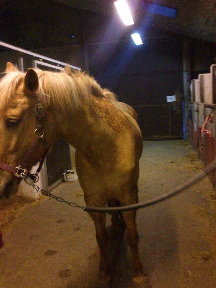 Anden særlig race Junior billede 10