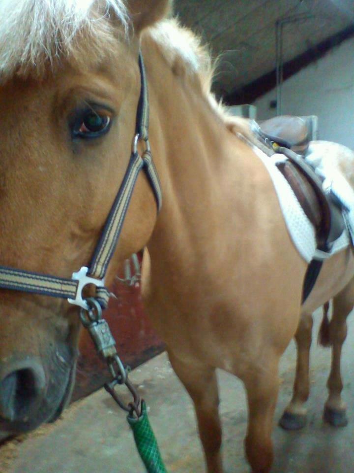 Anden særlig race Junior billede 11