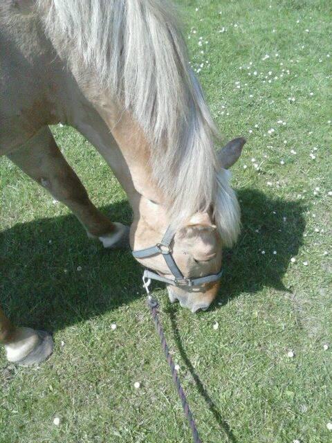 Anden særlig race Junior billede 12