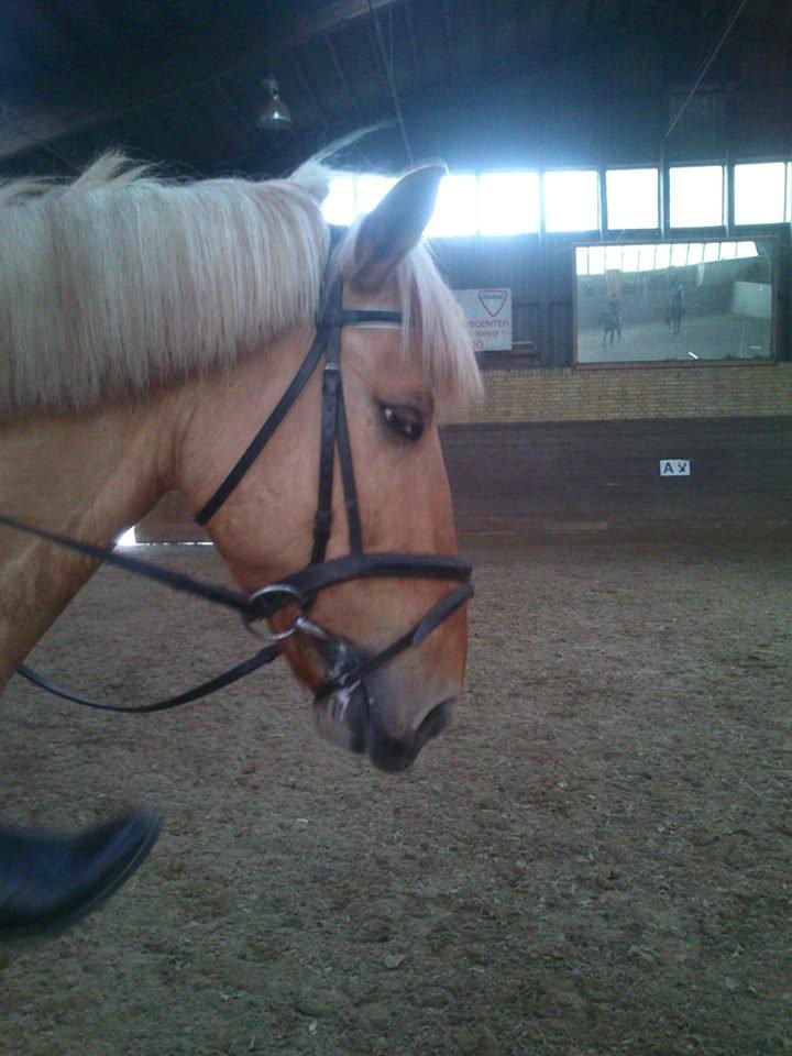 Anden særlig race Junior billede 13