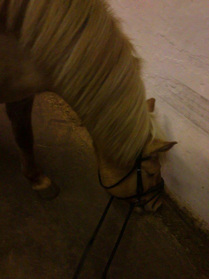 Anden særlig race Junior billede 14