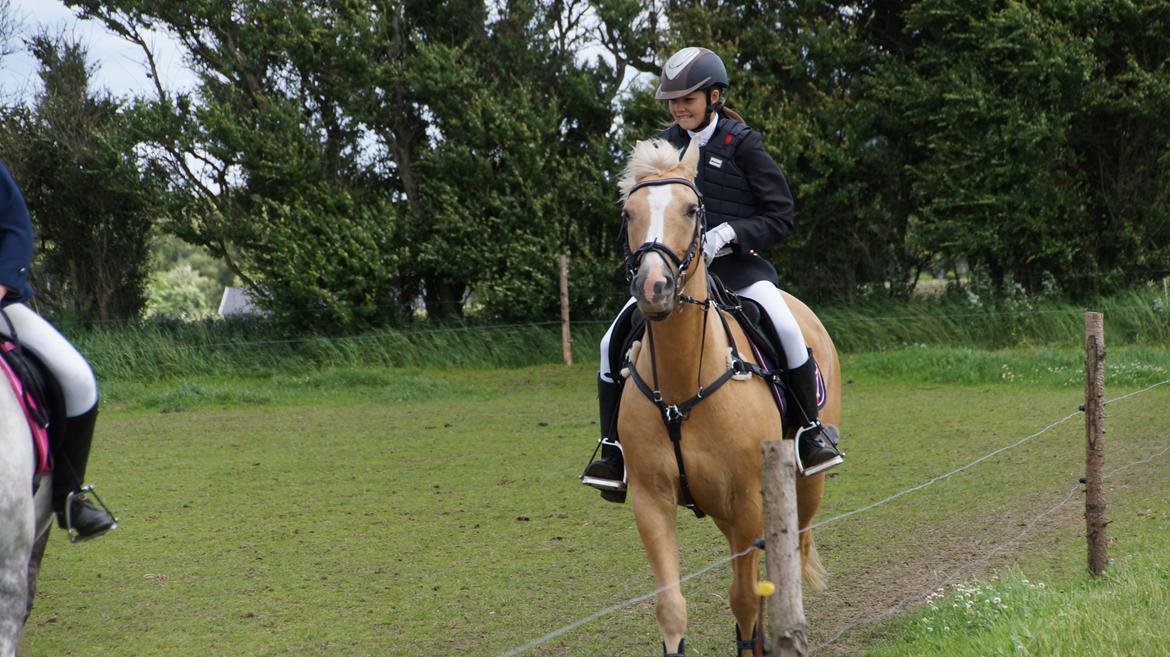 Palomino QUEEN OF EUROPE - Queeeeeeen <3
- Juni 2013 billede 16