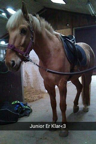 Anden særlig race Junior billede 15