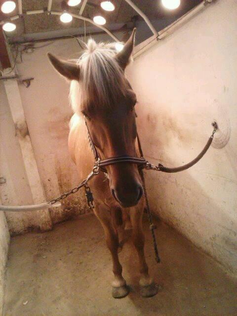 Anden særlig race Junior billede 17