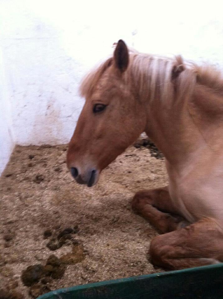 Anden særlig race Junior billede 18