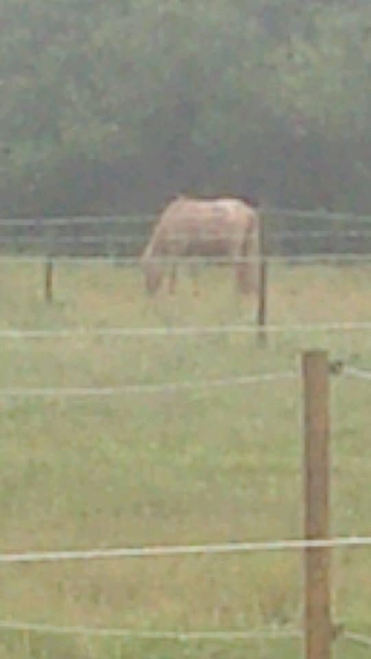 Anden særlig race Junior billede 19