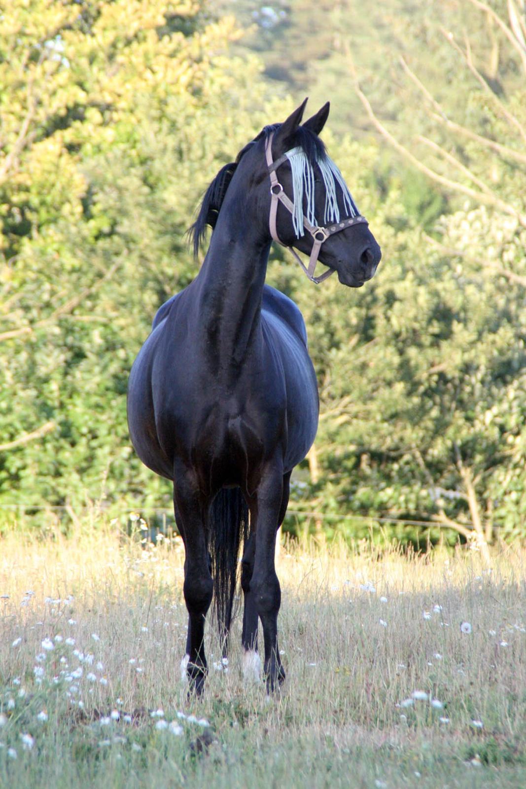 Dansk Varmblod Langagers Dooliwia billede 11