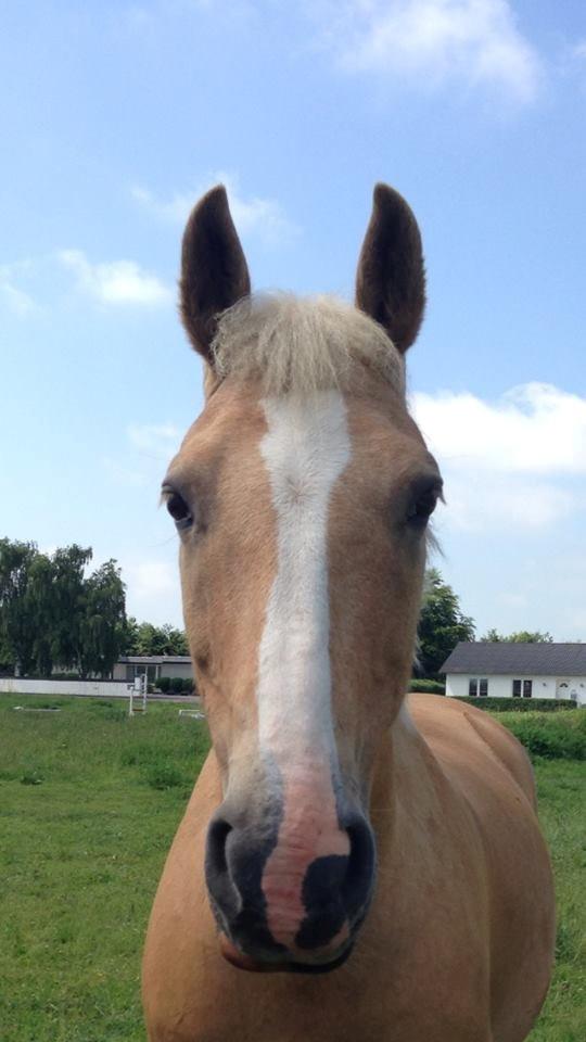 Palomino QUEEN OF EUROPE -  It's okay to be crazy. As long as you're crazy in love.
- Juni 2013 billede 3