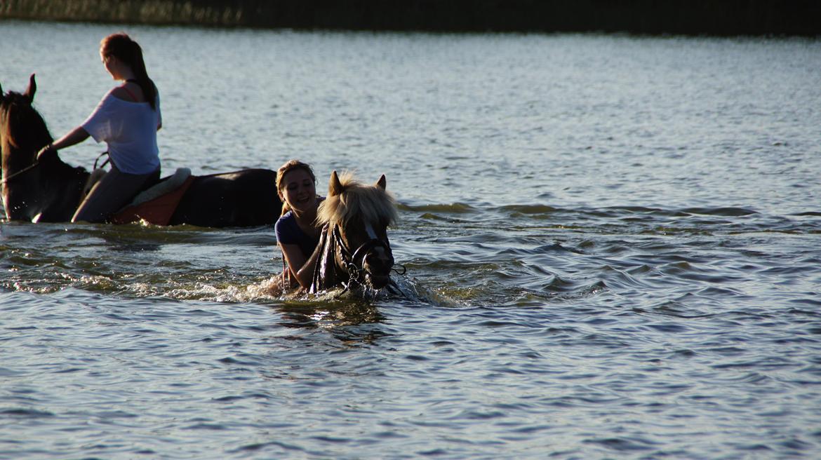 Islænder Ormur frá Tókastöðum  ~MinVildbasse<3~ - Min lille vandhest <3. billede 1