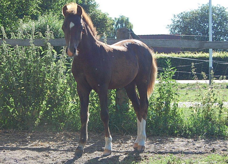 Welsh Pony (sec B) ChaTho´s Zippo - 20 juli 2013 - 4 måneder billede 12