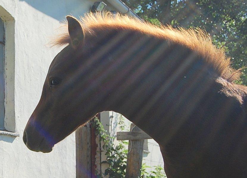 Welsh Pony (sec B) ChaTho´s Zippo - 20 juli 2013 - 4 måneder billede 11