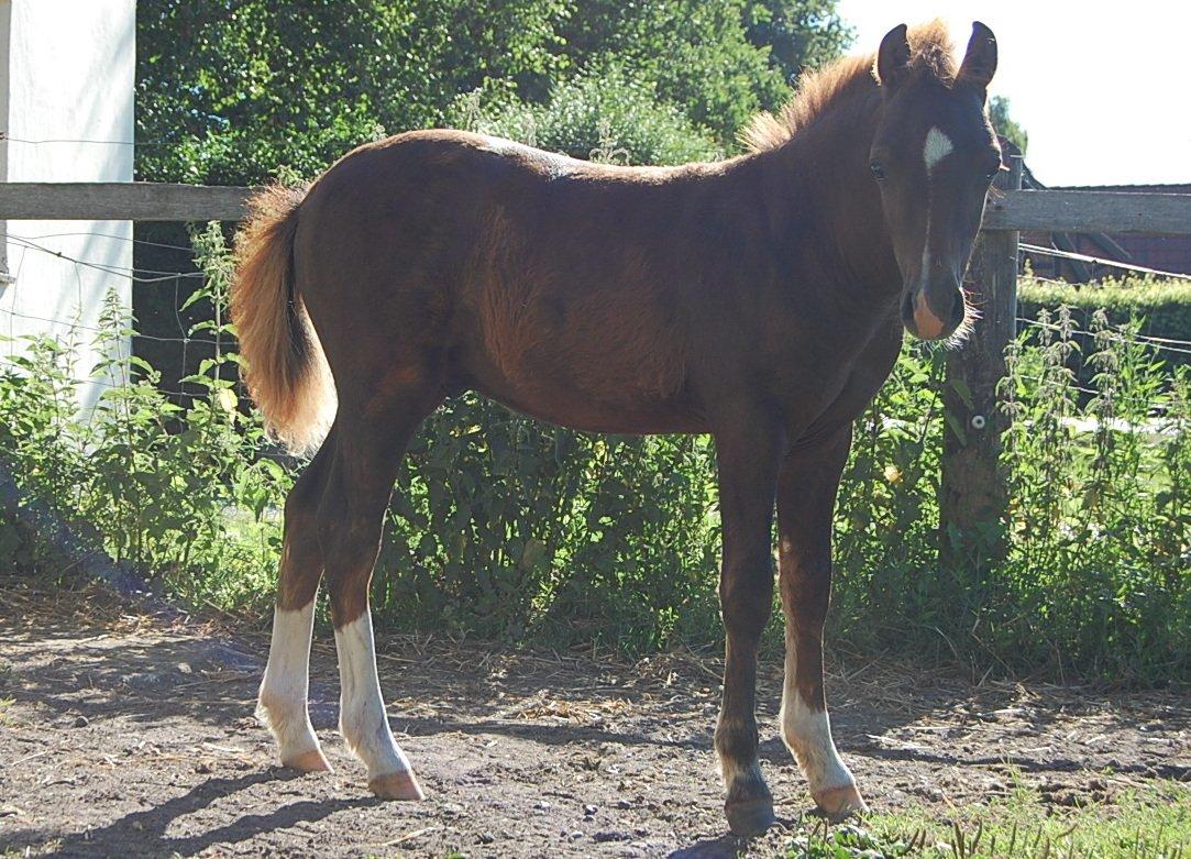Welsh Pony (sec B) ChaTho´s Zippo - 20 juli 2013 - 4 måneder billede 13