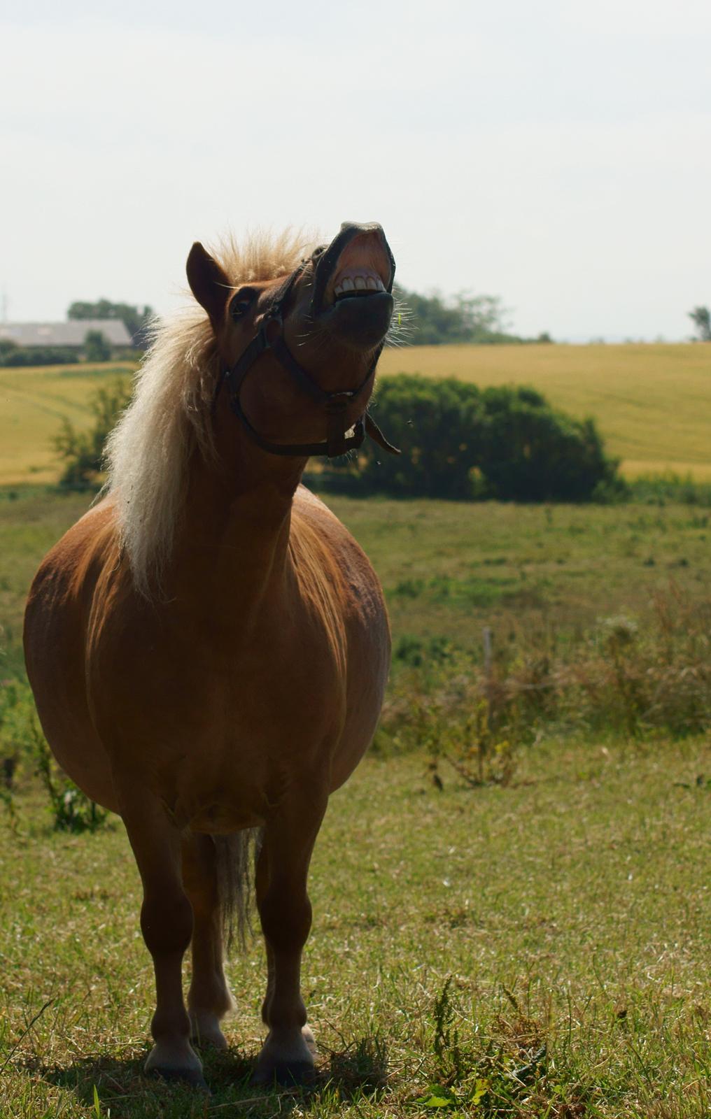 Shetlænder Jochum - Juli 2013. Perspektivet gør bestemt ikke noget godt for den fede pony. billede 19