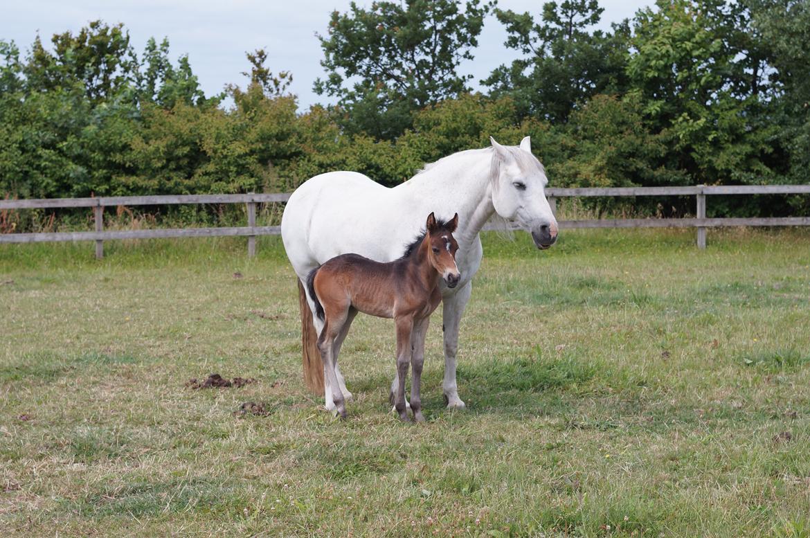 Connemara CAPALL ANNA LIVIA billede 5