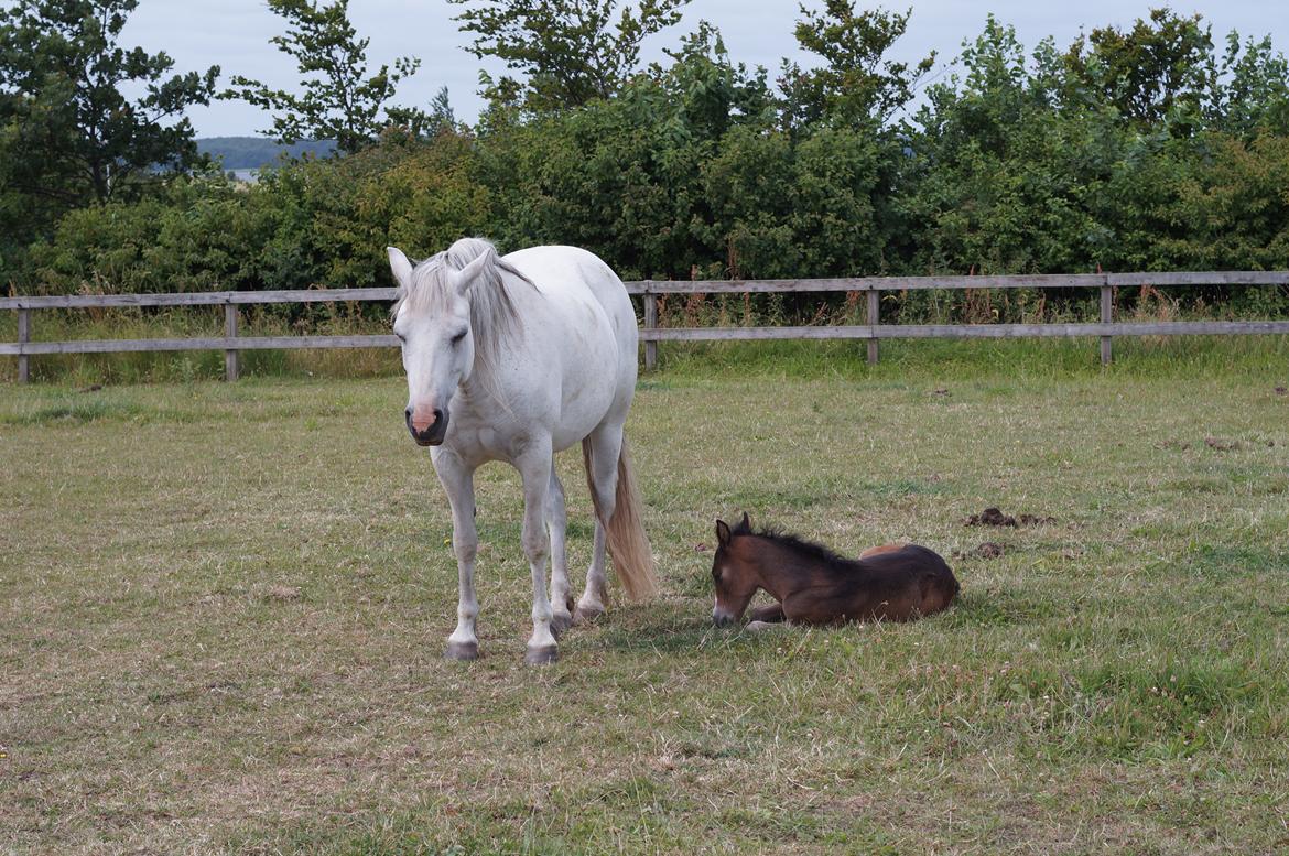 Connemara CAPALL ANNA LIVIA billede 6