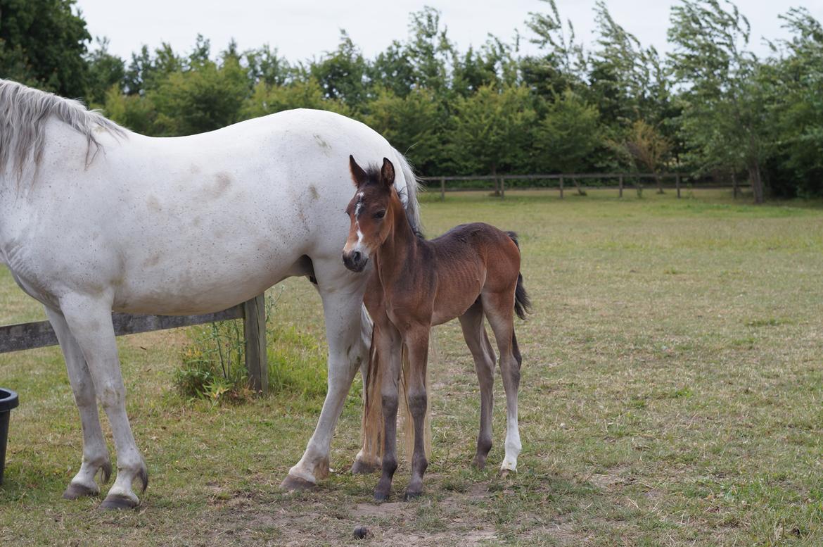 Connemara CAPALL ANNA LIVIA billede 7