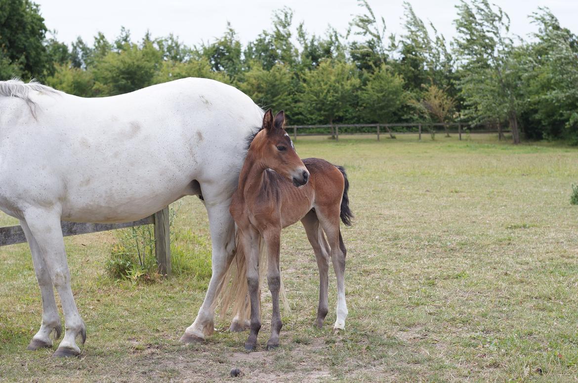 Connemara CAPALL ANNA LIVIA billede 8
