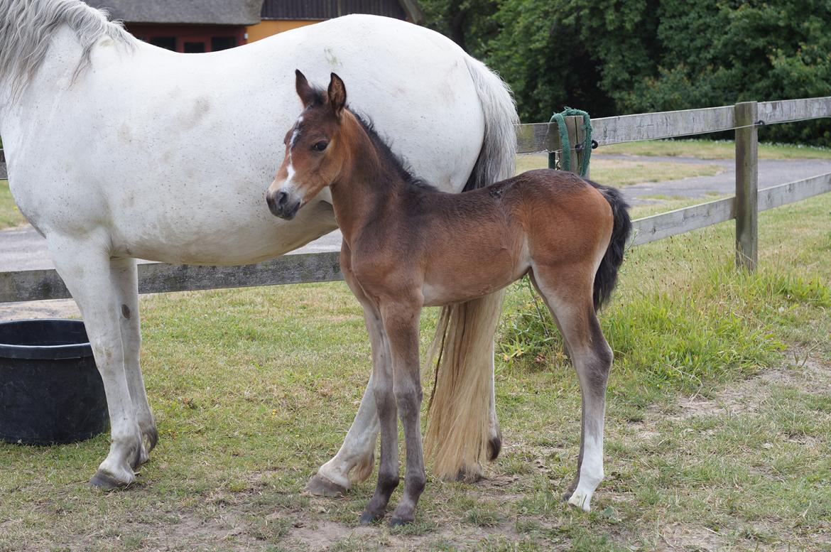 Connemara CAPALL ANNA LIVIA billede 9
