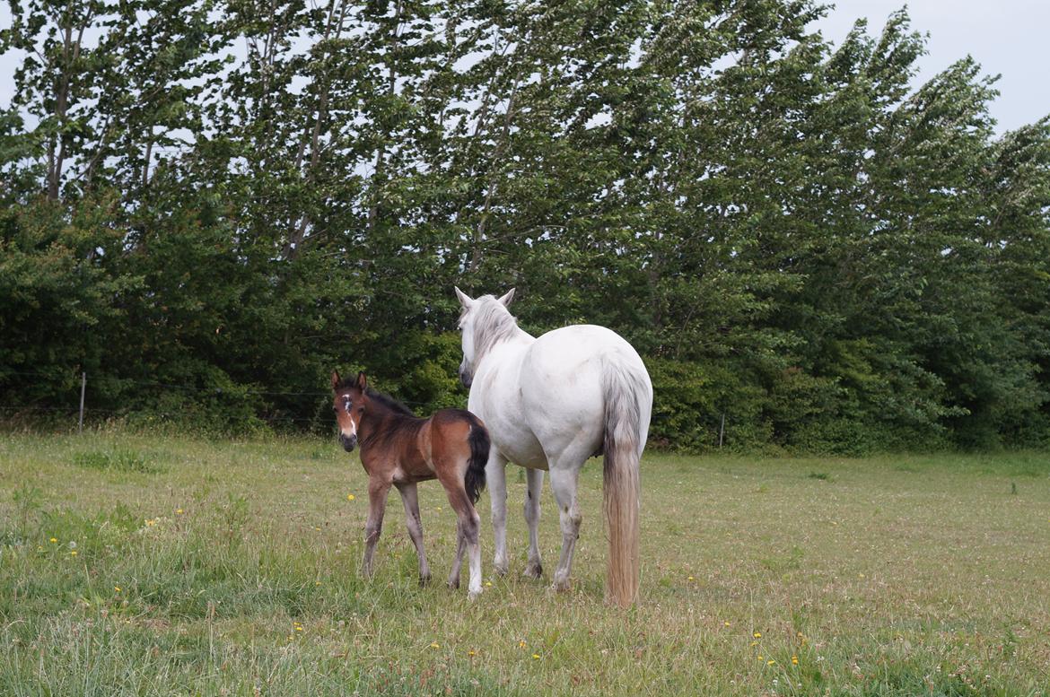 Connemara CAPALL ANNA LIVIA billede 10