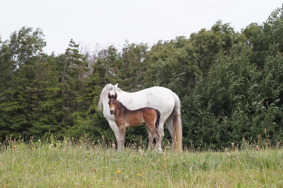 Connemara CAPALL ANNA LIVIA billede 11