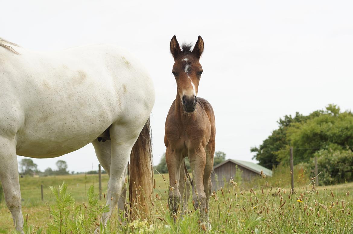 Connemara CAPALL ANNA LIVIA billede 12