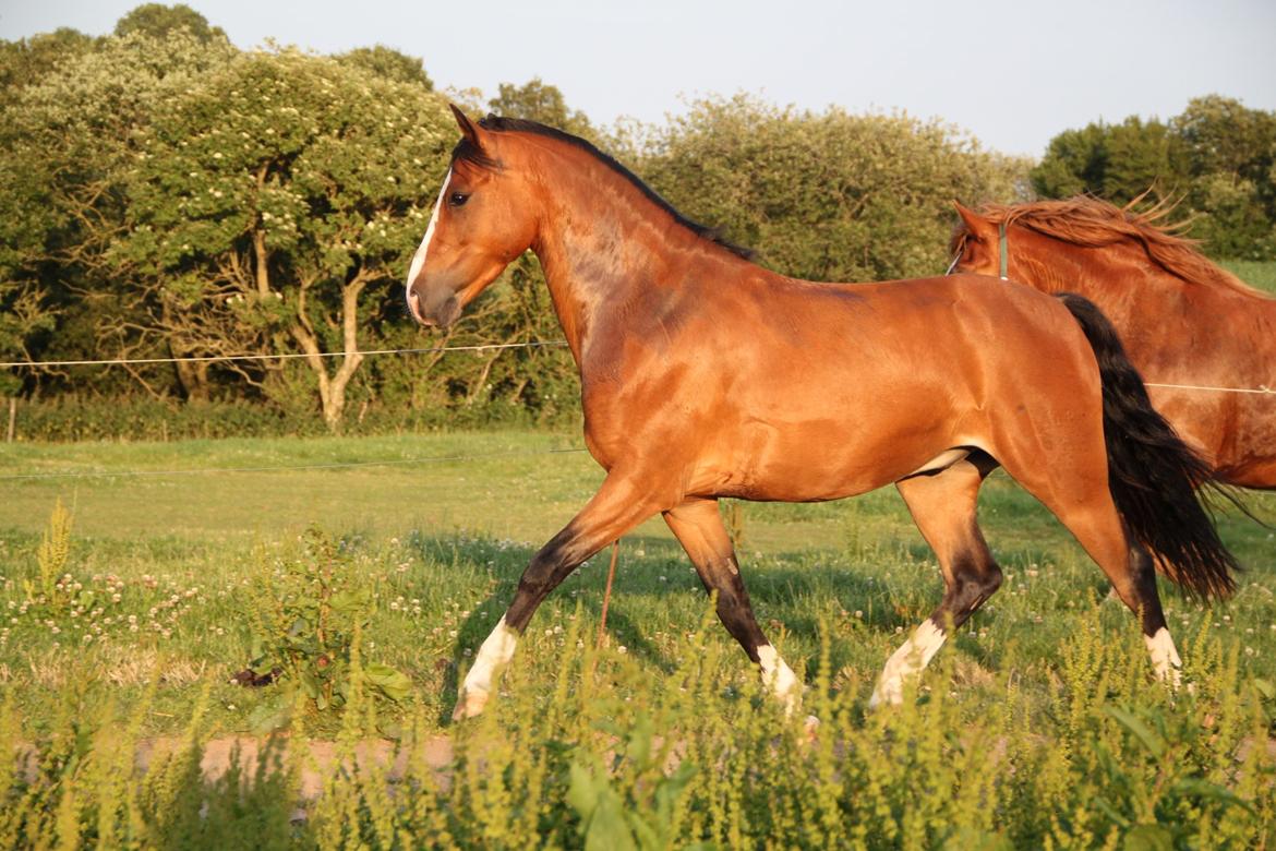 Welsh Pony (sec B) Bakkegaarden´s perfect prince billede 18