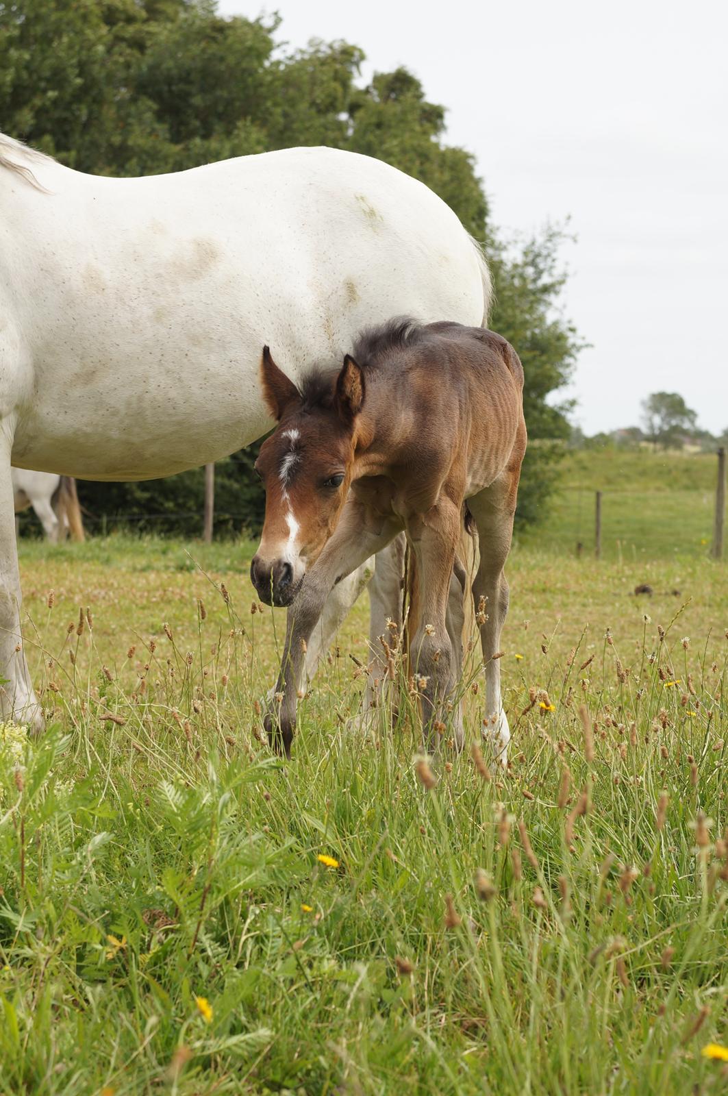 Connemara CAPALL ANNA LIVIA billede 13