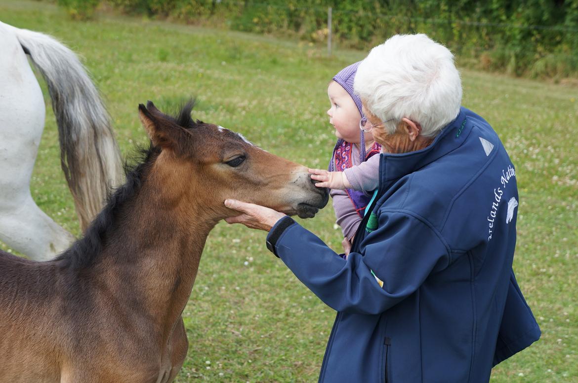 Connemara CAPALL ANNA LIVIA billede 14