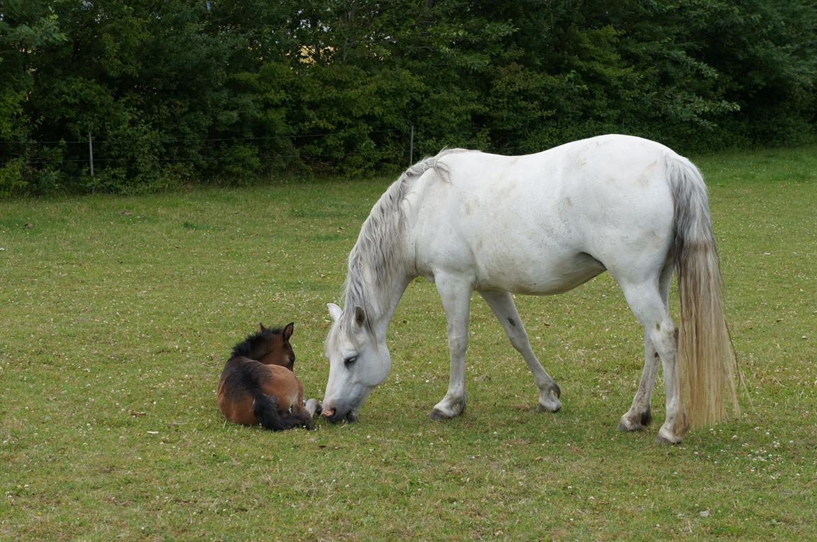 Connemara CAPALL ANNA LIVIA billede 15