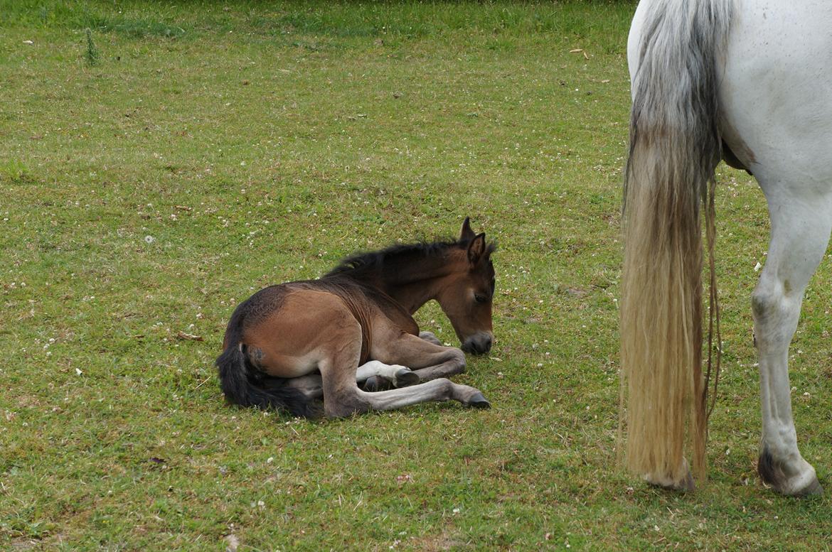 Connemara CAPALL ANNA LIVIA billede 16