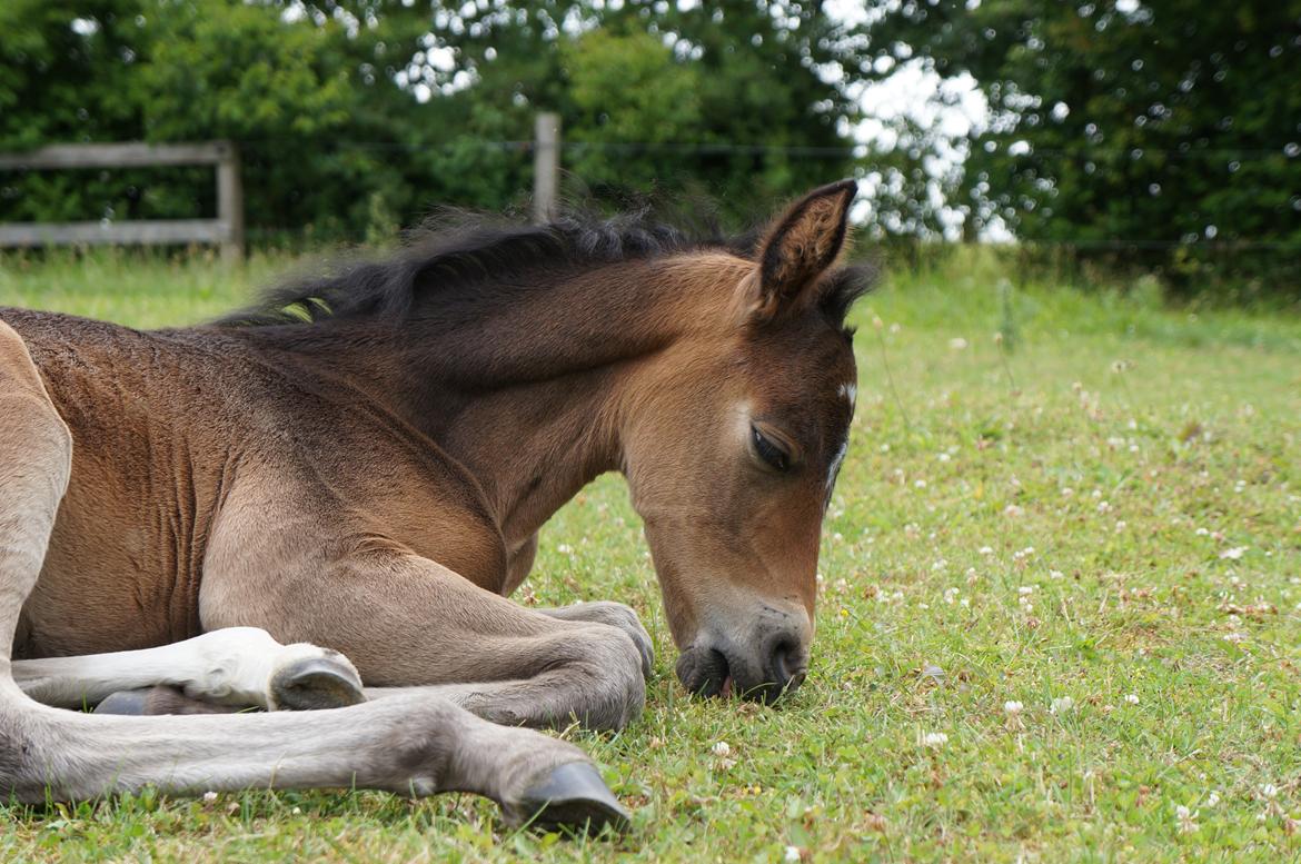 Connemara CAPALL ANNA LIVIA billede 17